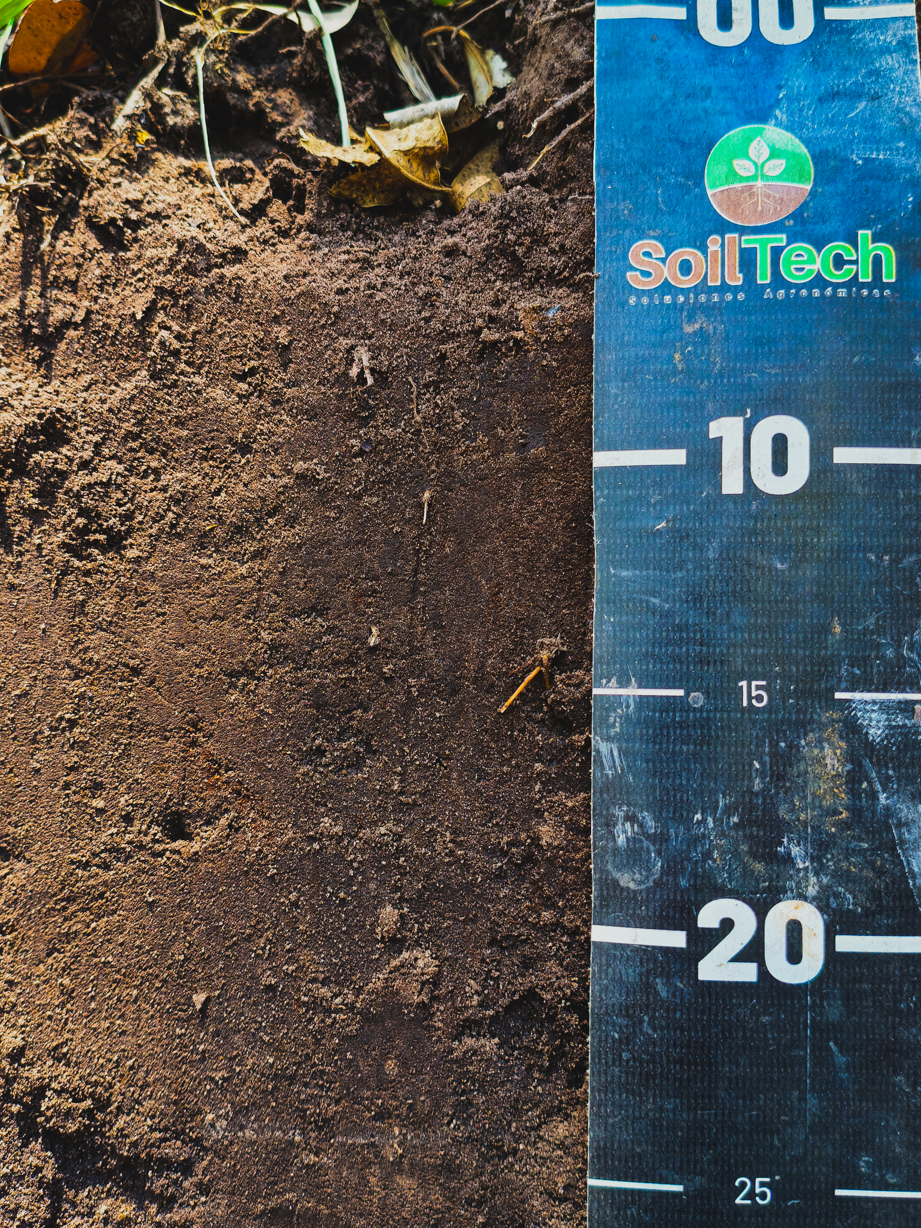 Perfil de suelo 0 a 30 cm